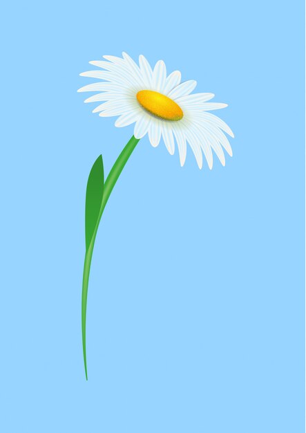 Realistic Chamomile Blossom on blue