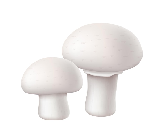 Vector realistic champignon mushroom isolated on white background cremini whole portobello