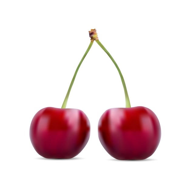 Vector realistic cherry isolated vector on white background