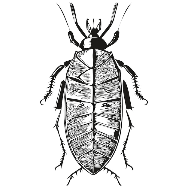 Vector realistic cockroach vector hand drawn animal illustration cockroaches