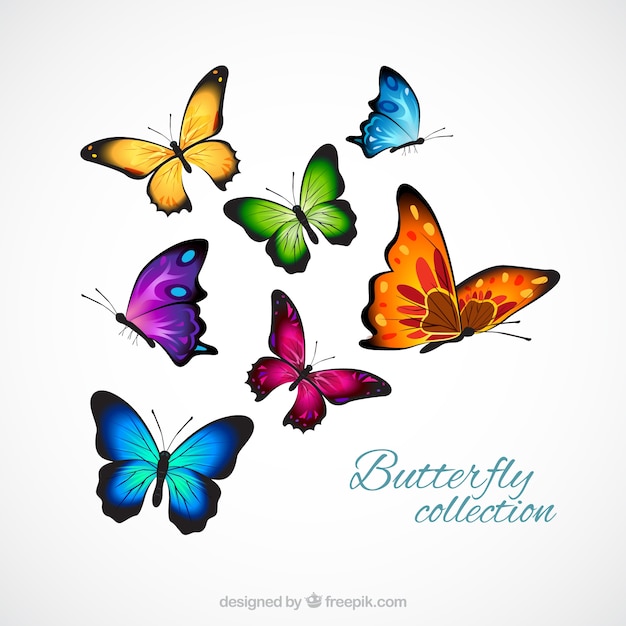 Vector realistic and colorful butterflies