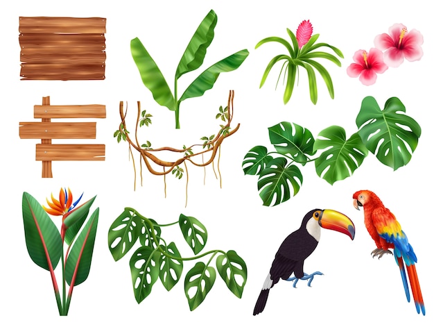 Vector realistic colorful jungle set on white background