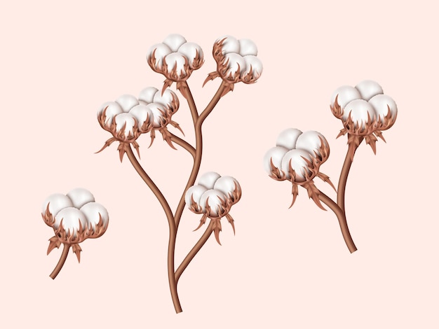 Vector realistic cotton branches with flowers stems with white blossoms for cloth and textile production