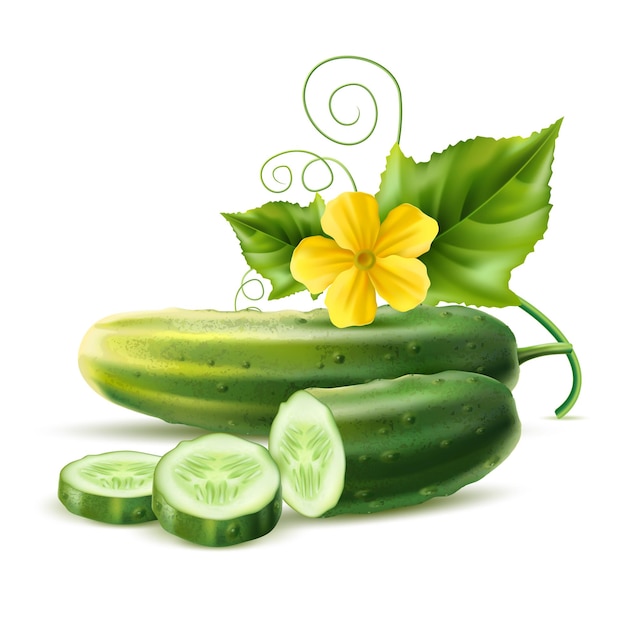 Vector realistic cucumber with green stem leaves and flower