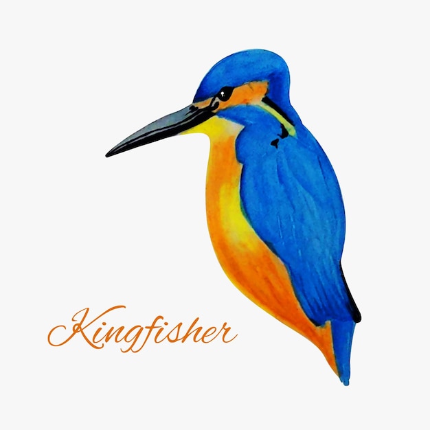 Realistic Cute colorful bird Kingfisher with White background