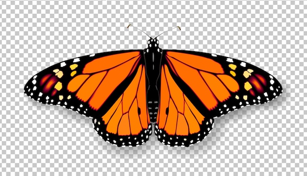 Vector realistic d monarch butterfly colorful bright detailed mesh vector illustration with shadow on trans