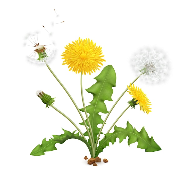 Vector realistic dandelions set with view of whole plant with stalk leaves and flowers with flying feathers vector illustration