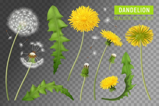 Vector realistic dandelions transparent set with isolated images of plant elements with flowers leaves and falling feathers vector illustration