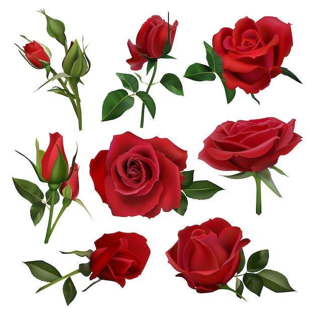 ベクトル 現実的な装飾的なバラのブーケ。花の赤いバラのブーケ、葉と花束、花の花束セット。結婚式の招待カードの自然な植物の要素を閉じる
