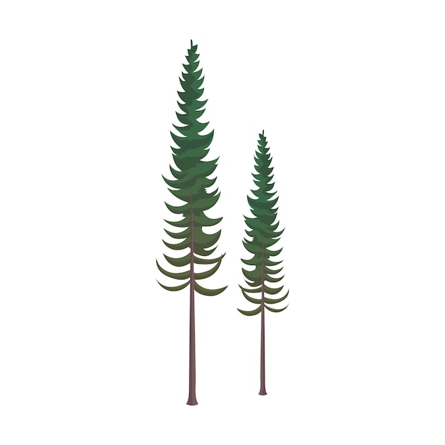 Vector realistic dense green fir trees on white background  vector illustration