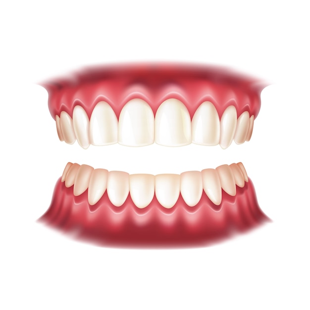 Realistic dentures for dentistry and orthodontics design