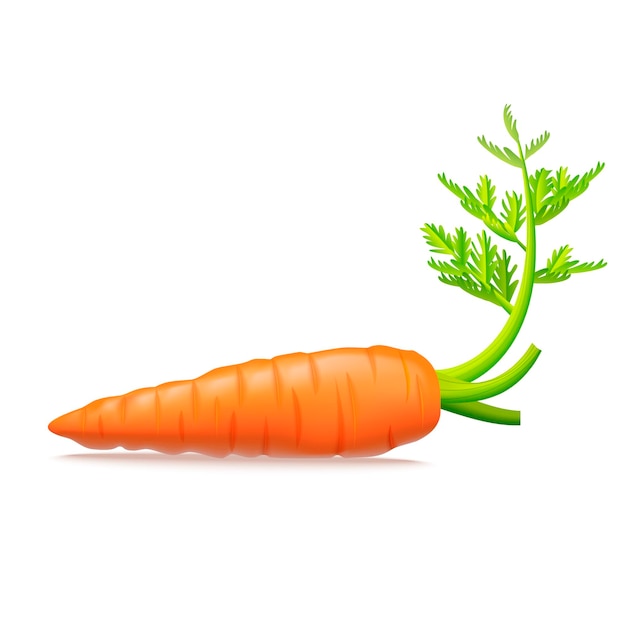 Реалистичная подробная 3d морковь с вектором листьев