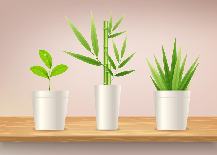Vector realistic detailed 3d green houseplant set on wooden surface vector