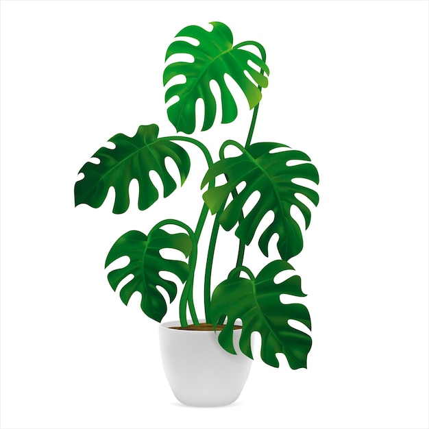 Realistic Detailed 3d Green Monstera in Flower Pot Vector
