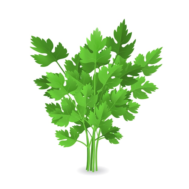 Vector realistic detailed 3d green raw parsley vector