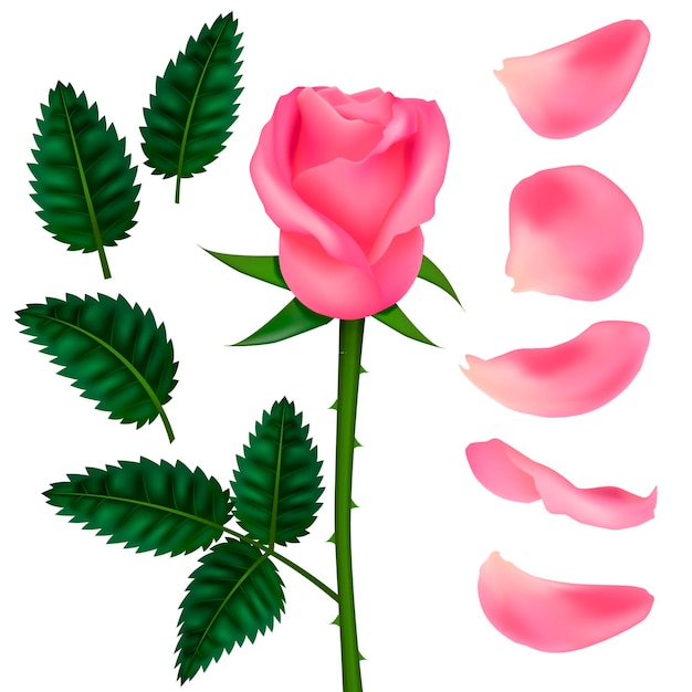 Realistic Detailed 3d Pink Flower Rose Set Vector