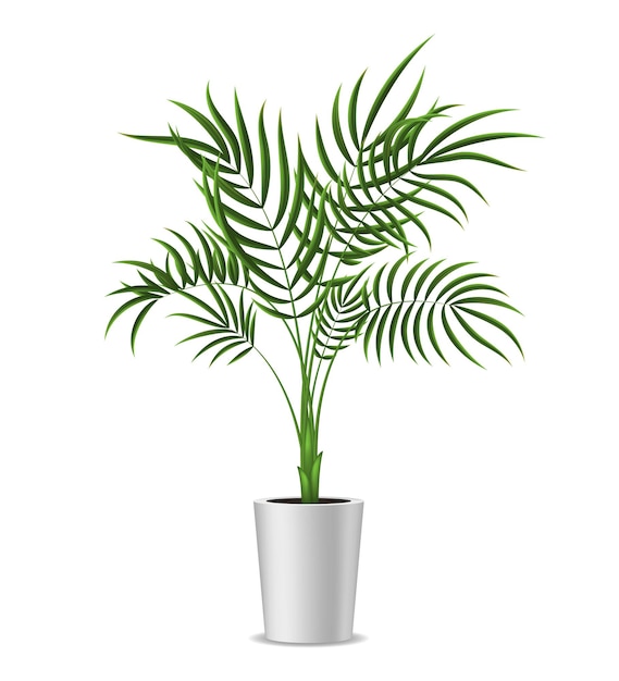 Realistic Detailed 3d Potted Green Tropical Palm Tree Houseplant for Decoration Interior Home and Office Vector illustration