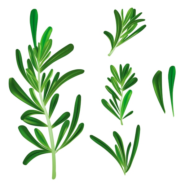 Realistic Detailed 3d Rosemary Culinary Herb Branch Set Vector