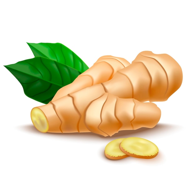 Vector realistic detailed 3d whole ginger root and slices vector