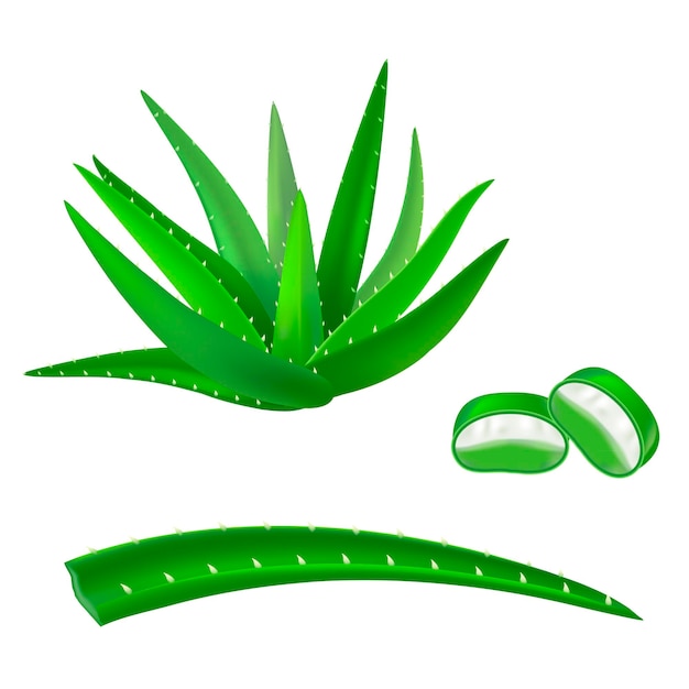 Realistic Detailed Aloe Vera Green Plant and Fresh Leaf Whole and Slice Medicine Succulent. Vector illustration