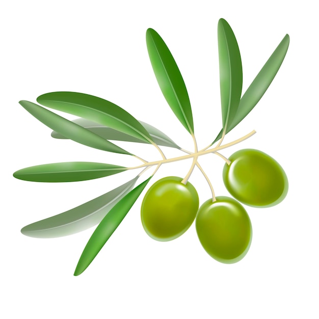 Realistic Detailed Color Olives Branch with Leaves Fresh Healthy Vegetable Food Tasty Organic Vitamin. Vector illustration of olive 3d