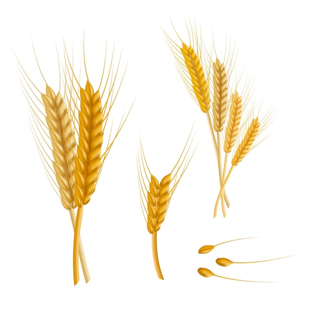 Realistic Detailed Color Wheat Ear Vector