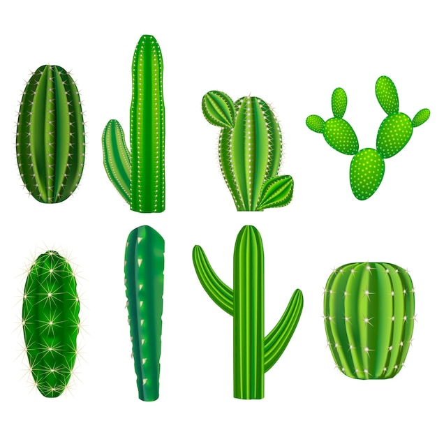 Realistic detailed green cactus plants set vector