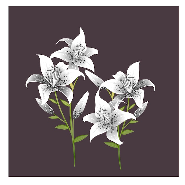 Vector realistic drawing of lily flowers clipart