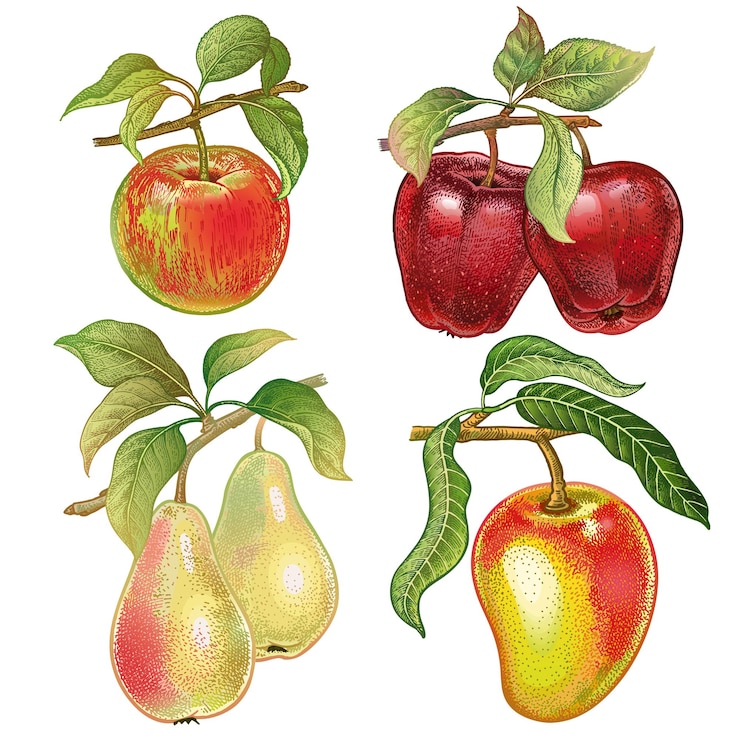 Vector realistic drawing of pears apples mango