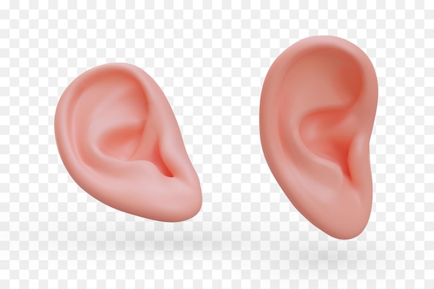 Vector realistic ear in different positions human hearing organ listening