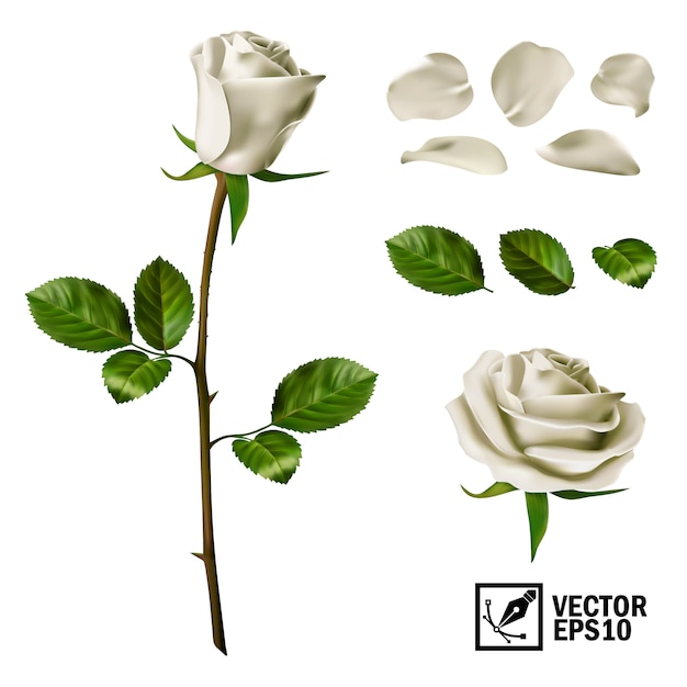 Insieme di elementi realistici di rose bianche (petali, foglie, gemma e un fiore aperto)