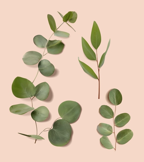 Realistic eucalyptus leaves vector set