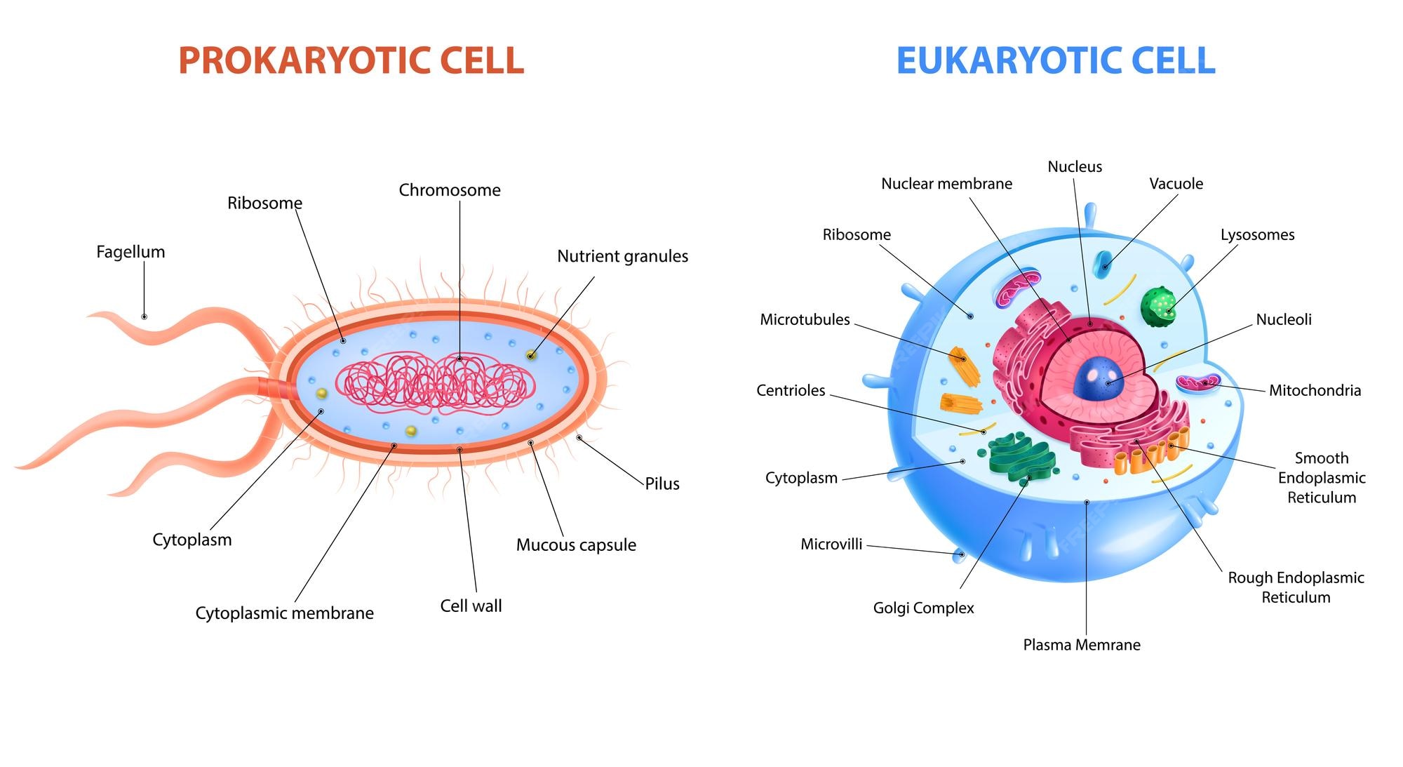 Premium Vector Realistic eukaryotic and prokaryotic cells anatomy