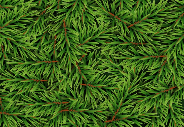 Realistic Fir Branches Background, Christmas Tree, Pine.  