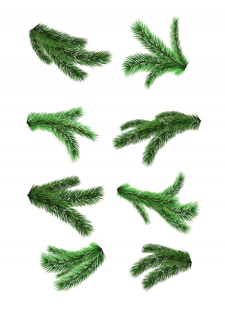 Realistic fir branches set