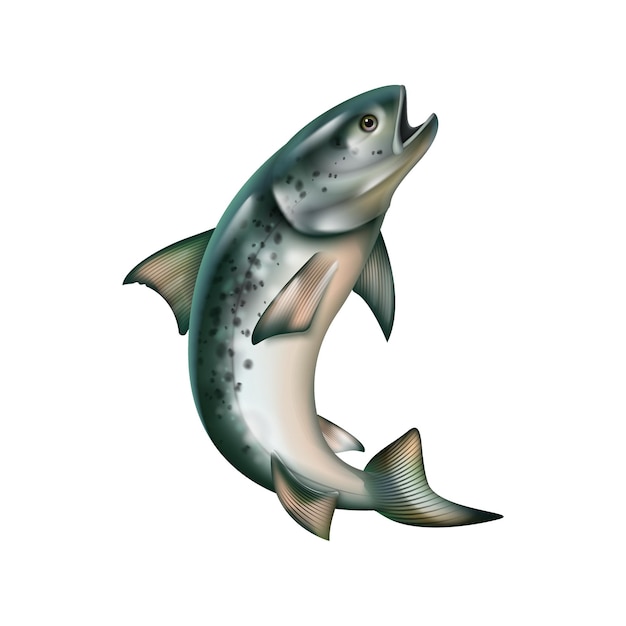 Realistic fish isolated