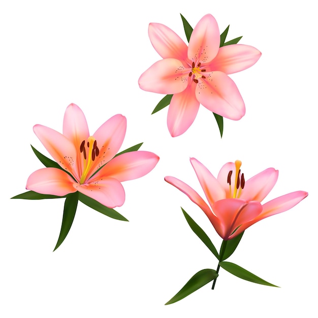 Vector realistic flowers set