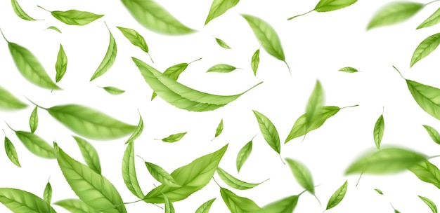 Realistic flying falling green tea leaves isolated on white background. Background with flying green spring leaves. Vector illustration