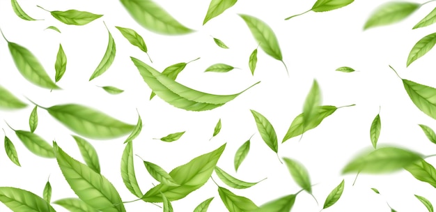 Realistic flying falling green tea leaves isolated on white background. background with flying green spring leaves. vector illustration