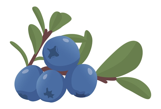 Realistic fresh blueberries on white background Vector illustration