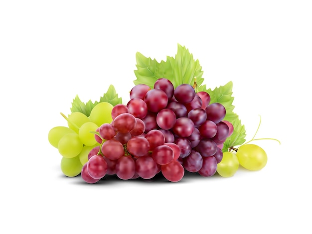 Vector realistic fresh grapes vector