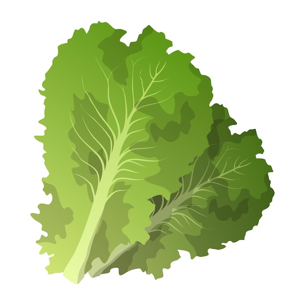 Realistic fresh lettuce leaves white background Vector illustration