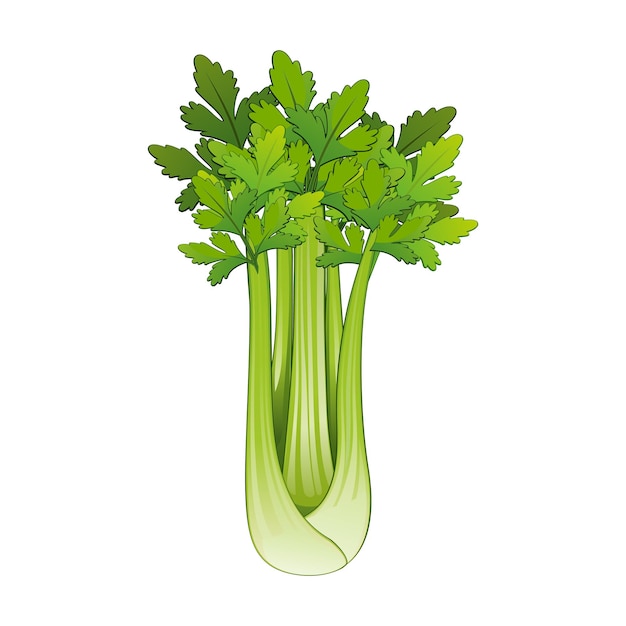 Vector realistic fresh ripe celery isolated on white background vector