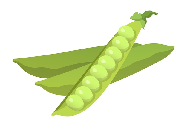 Realistic fresh ripe pea pod isolated on white background Vector illustration