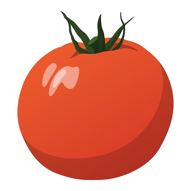 Realistic fresh ripe tomato against white background Vector illustration