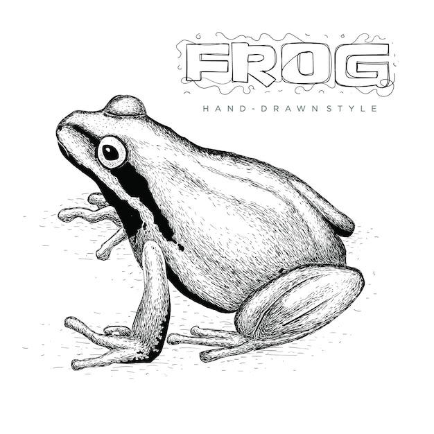 Vector realistic frog vector, hand drawn animal illustration