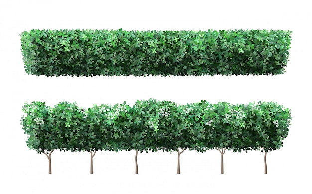 Realistic garden plant fence. Nature green seasonal bushes, tree crown bush foliage and green fence with cute flowers. Garden shrub  illustration set.  public park and garden elements