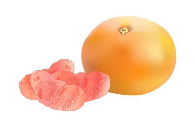 Vector realistic grapefruit