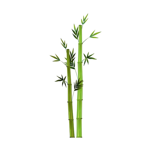 Realistic green bamboo isolated on white background - vector