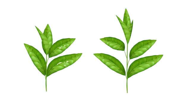 Вектор Реалистичный набор зеленых листьев идеально подходит для упаковки чая и растительных продуктов